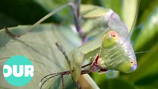 Are These The Strangest Creatures To Exist On Earth? | Our World