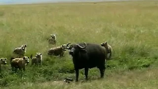 Hyenas Kill Baby Cape Buffalo - SERIOUSLY HARD TO WATCH