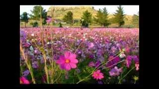 DOLLY  PARTON   Wild flowers.wmv