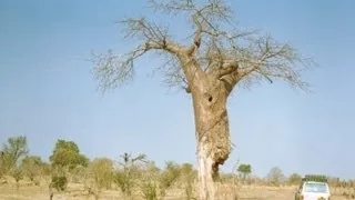 Makuti to Mana Pools, Zimbabwe. Travel guide.