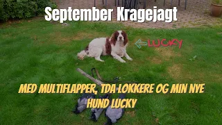 Kragejagt 2021 - Med multiflapper, TDA lokkere og min nye hund Lucky