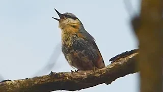 Brhlík lesní - The Eurasian nuthatch (Sitta europea) - Zpěv/Song