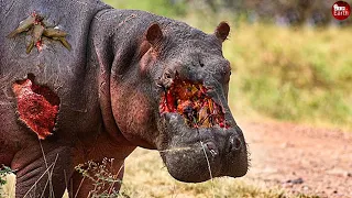 Tragic! Injured Hippo when Fight with Enemy, What Happen Next?
