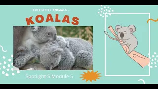 Koalas  #EnglishStream