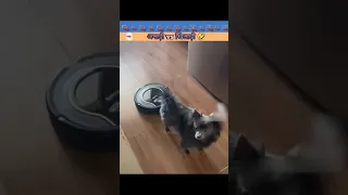 Dog vs Cat 🤪🤣