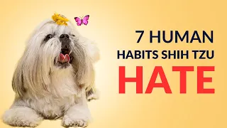 Shih Tzu Secrets: 7 Human Habits They Despise! 🐶🚫