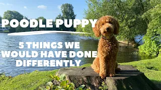 Buying a poodle - 5 things we would have done differently with our puppy | Poodle Lotti