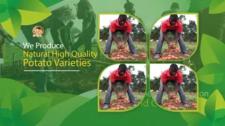 How to Plant Potatoes! & become a millionaire |Watch Complete details