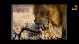 Wild Fauna / Битва за территорию / Cat Wars: Lion vs. Cheetah / Документальный фильм