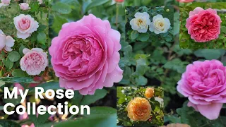 My Rose Collection - David Austin
