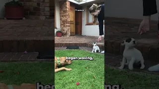 Dog waves when seeing it's cousin 🥺😂