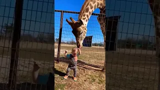 Curious Giraffe gives kiddo kisses #shorts #fyp #trending #youtube #baby #top #animals #cute #best