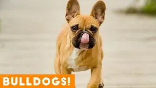The Funniest English & French Bulldogs Doggo Videos of July 2018 | Funny Pet Videos FPV!