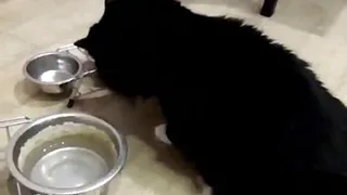 Прикол с кошками. РЖАКА!!! Моя кошка ест руками 🙀