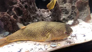 Puffer fish (Giant )
