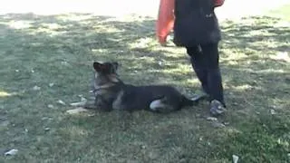 Maco-Obedience-GSD  for sale.wmv