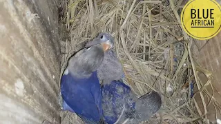 Lovebird Singing & Chirping Sounds - Blue Fischer
