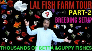 Thousands of bettas & guppy fishes production farm in Nagpur /FISH FARM TOUR -PART- 2/Lal fish farm