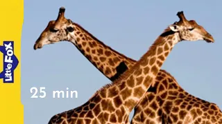 Meet the animals 25 min giraffe owl elephant flamingo dolphin stories for kindergarten