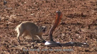 Cape Cobra vs Yellow Mongoose | Cobra Mafia