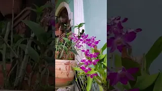 Why my orchid blooms became baby plants