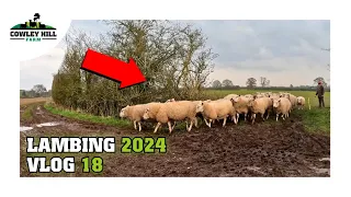 WHEN YOU THOUGHT LAMBING WAS OVER, WE GO AGAIN! | LAMBING 2024 VLOG 18