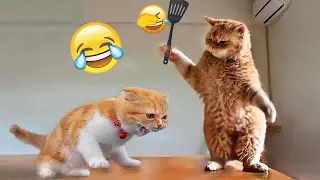 🤣😘 Funny Dog And Cat Videos 😻😹 Funny Animal Moments # 17