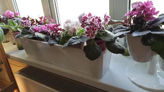 Уронила фиалку/Теперь фиалки на фитиле не упадут/African violets on the wick watering will not fall