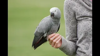 What You Should Know About AFRICAN GREYS | Cressi