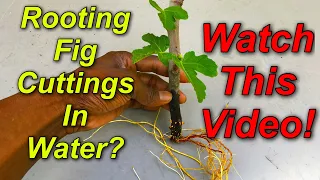 Rooting Fig Cuttings In Water? Watch This Video!