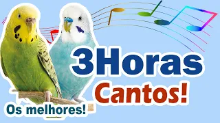 3 horas cantos para ensinar periquito - Treinamento de canto para periquitos