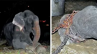 UN ELEFANTE LLORÓ AL SER PUESTO EN LIBERTAD DESPUÉS DE 50 AÑOS EN CAUTIVERIO