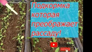 Всего ОДИН грамм на литр и рассада станет изумрудно-зелёной и крепкой!