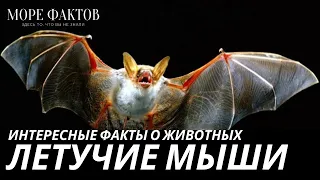 ИНТЕРЕСНЫЕ ФАКТЫ О ЖИВОТНЫХ| Летучие мыши