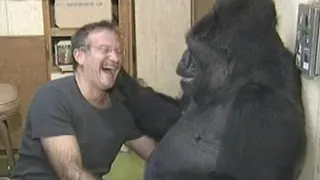 Koko the Gorilla Mourns Her Friend, Robin Williams