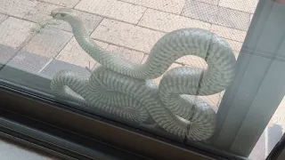 Between a glass window and a flyscreen. 🐍😲