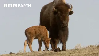 Baby Animals of Yellowstone | Yellowstone | BBC Earth