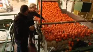 How oranges are grown, harvested and shipped by Curiosity Quest