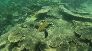 swimming with turtle