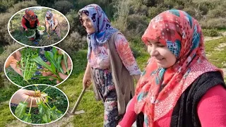 YABAN TERE GÖKLEĞİZ GIĞIŞGAN TOPRAĞIN HUZURU ORMANDA YENİLEBİLİR YABANİ OTLAR | ZÜLEYHA İLE TOPLADIK