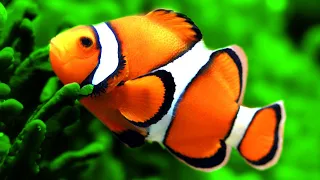 Stunning Clown Fish Aquarium & The Best Relax Music - 2 Hours - Sleep Music - HD 1080P