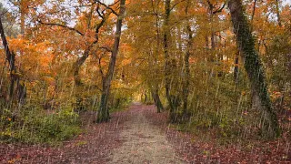 [6Hours] walking in the Rain #ep2 Daytime | Bordeaux 4k France| ASMR sounds for sleeping