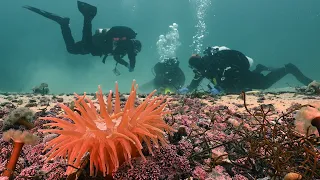 Arctic diving with tropical colours / Austerstraumen, Northern Norway