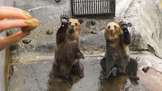 Visiting Japan's 'Human-like' Bear Park | Hokkaido Noboribetsu Bear Park | ASMR