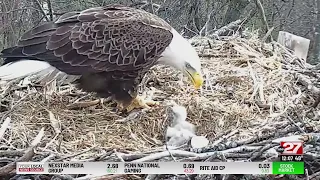 Watch: Second baby bird in Hanover bald eagle nest