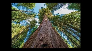 The Tallest Trees on Earth Nature Documentary Film Redwood National and State Parks