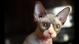 13 Not-So-Fluffy Facts About Sphynx Cats