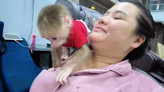 Baby monkey Kiti is smart, knows how to call his mother and take diapers himself