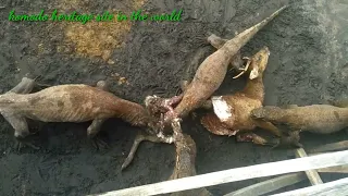 Part 4 || Komodo dragon attack the deer on the beach #wildlife #reptiles