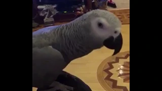 Говорящий попугай Тимоша